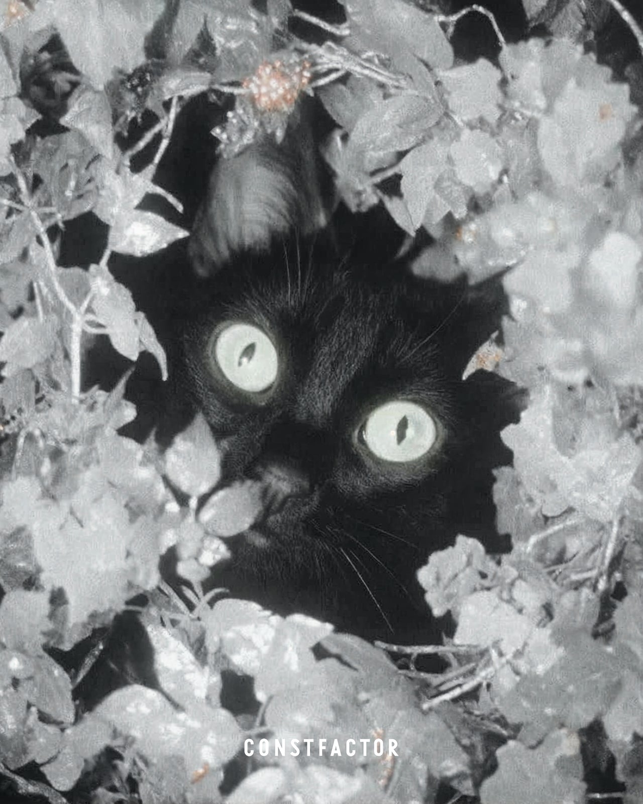 T셔츠【MEOWTAVERSE／STEALTH MODE ON】(5613673) 화이트