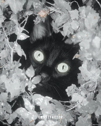 Tシャツ【 MEOWTAVERSE／STEALTH MODE ON 】（5613673）ホワイト